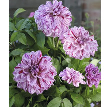 Detailní záběr květů jiřin se skvrnitými okvětními lístky a zelenými listy