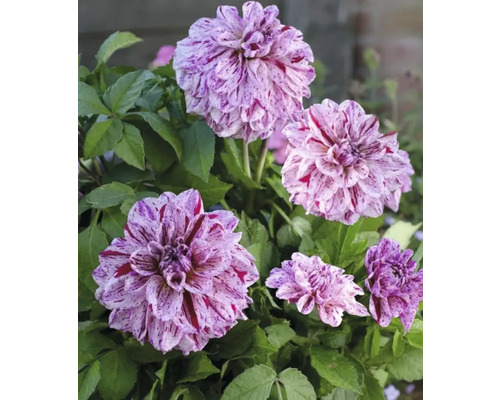 Detailní záběr květů jiřin se skvrnitými okvětními lístky a zelenými listy