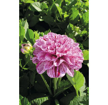 Detail fotografie jiřiny se skvrnitými okvětními lístky na pozadí zelených listů