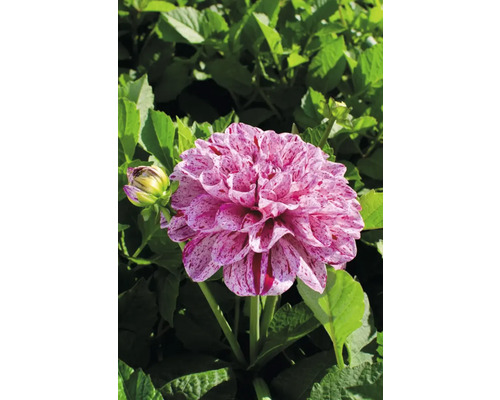 Detail fotografie jiřiny se skvrnitými okvětními lístky na pozadí zelených listů