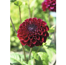 Detailní pohled na jediný tmavě červený květ jiřinky na zahradě.