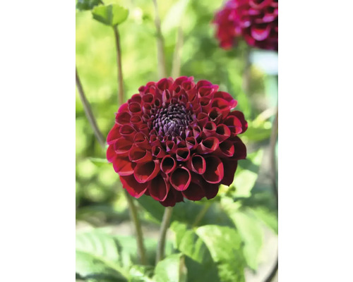 Detailní pohled na jediný tmavě červený květ jiřinky na zahradě.