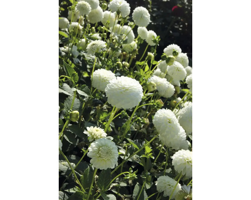 Detailní záběr květů jiřin na zahradě.