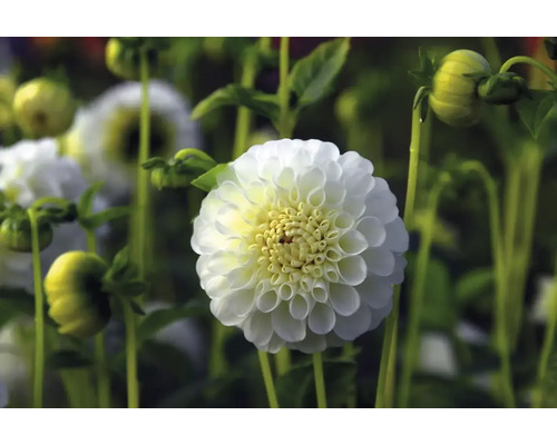 Detail bílé jiřiny na zahradě.