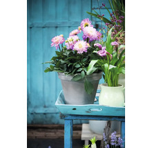 Aranžmá s jiřinami v květináči na stole