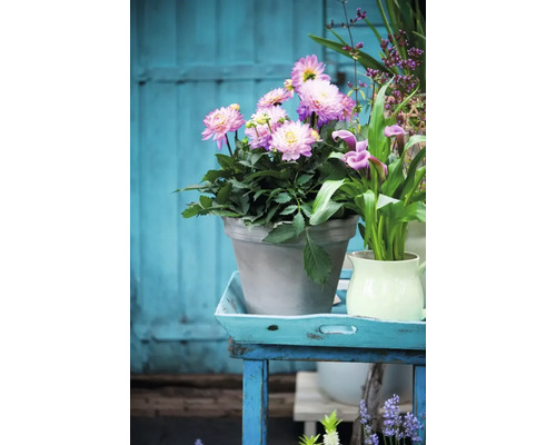 Aranžmá s jiřinami v květináči na stole