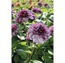 Detailní záběr na jiřiny v zahradním záhonu