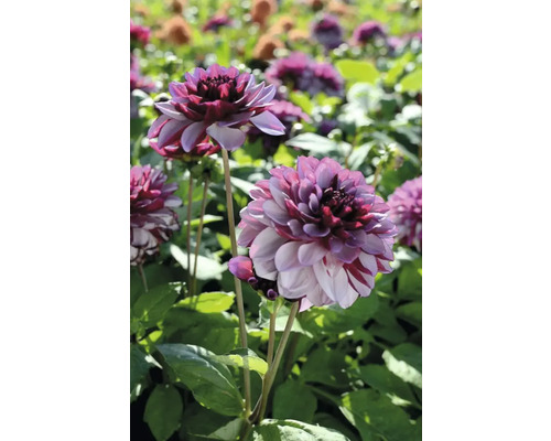 Detailní záběr na jiřiny v zahradním záhonu