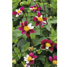 Detailní záběr květů jiřin v zahradním záhonu