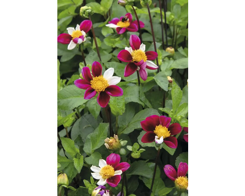 Detailní záběr květů jiřin v zahradním záhonu