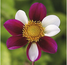 Květina s okvětními lístky v bílé a vínové barvě