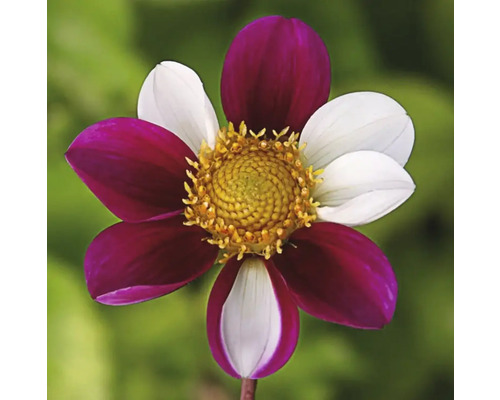 Květina s okvětními lístky v bílé a vínové barvě