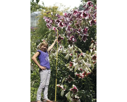 Liliovník s dívkou a skládacím metrem na zahradě