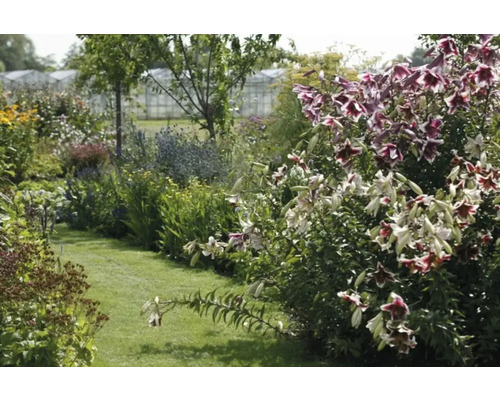 Bujná zahrada s květinami a zelenými rostlinami