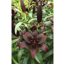 Detailní pohled na černé květy lilií se zelenými listy