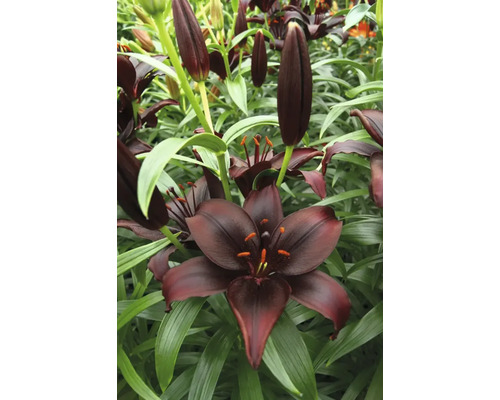 Detailní pohled na černé květy lilií se zelenými listy