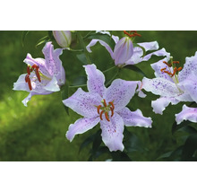 Detail květů lilií s tečkovaným vzorem