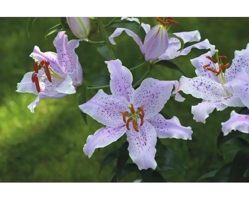 Detail květů lilií s tečkovaným vzorem