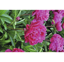 Detailní záběr růžových květů pivoňky se zelenými listy