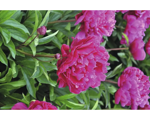 Detailní záběr růžových květů pivoňky se zelenými listy