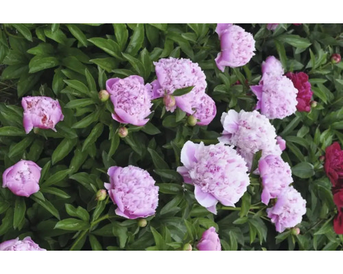 Detailní záběr růžových a červených pivoněk v zahradním záhonu