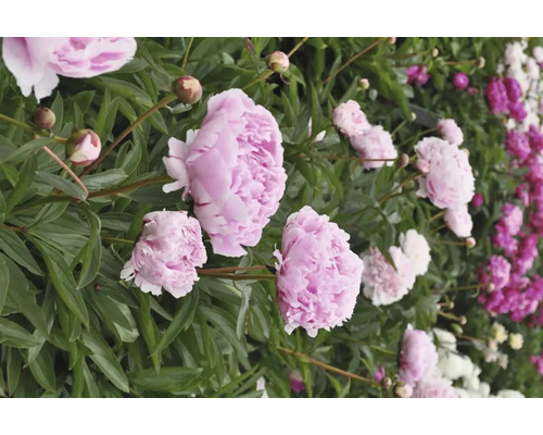 Detailní záběr růžových a bílých pivoněk na zahradě.