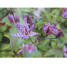 Detail kvetoucího rostliny Tricyrtis s fialovými okvětními lístky a skvrnitým vzorem.