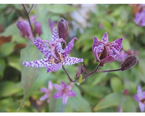 Detail kvetoucího rostliny Tricyrtis s fialovými okvětními lístky a skvrnitým vzorem.