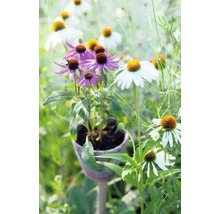 Detail fialových a bílých třapatkovek na zahradě.