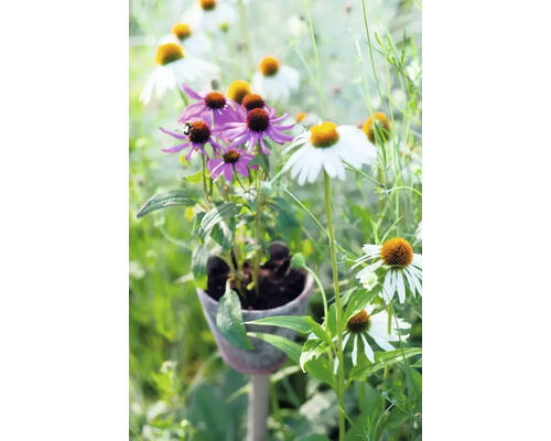 Detail fialových a bílých třapatkovek na zahradě.