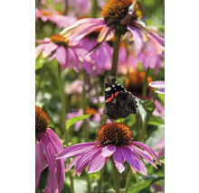 Motýl na nachové třapatce v zahradě.