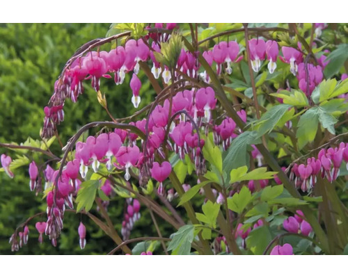 Květina srdce s květy ve tvaru srdce