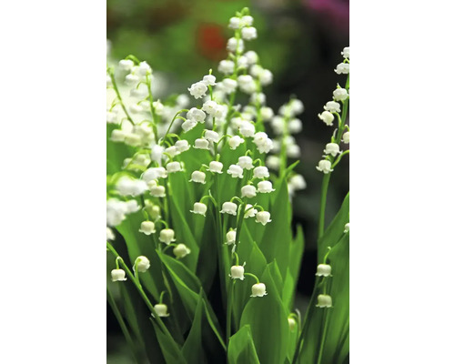 Detailní záběr konvalinek s zelenými listy