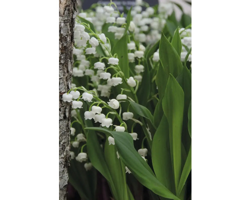 Detailní záběr konvalinek s zelenými listy