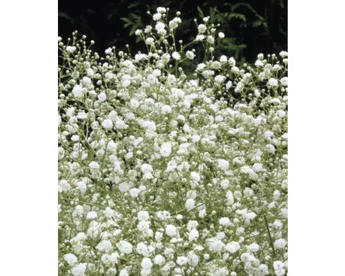 Šáter s malými bílými květy