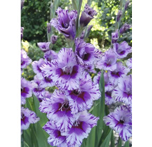 Mečík s pruhovanými okvětními lístky na zahradě