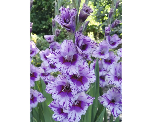 Mečík s pruhovanými okvětními lístky na zahradě