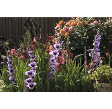 Kvetoucí mečík v zahradním záhonu