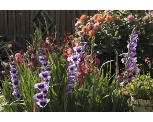 Kvetoucí mečík v zahradním záhonu