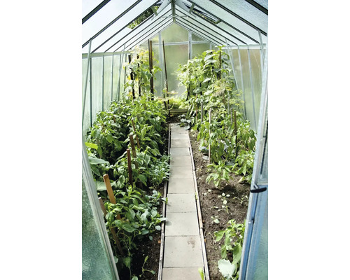 Skleník s rostlinami a kamennou cestou