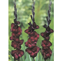 Tři mečíky na zahradním záhonu s nápadnými květenstvími.