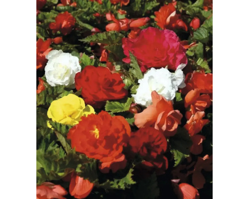 Záhon begónií s červenými, žlutými a bílými květy