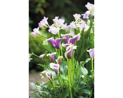 Detail fialových kál a bílých frézií v zahradě.