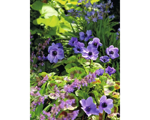 Detailní záběr kvetoucích sasanky v zahradě