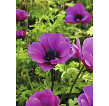 Detail fialových květů sasanky v zahradě