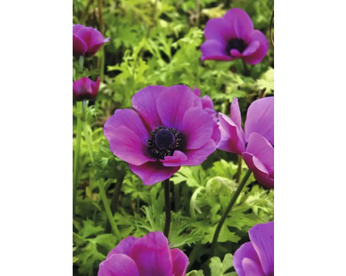 Detail fialových květů sasanky v zahradě