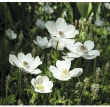 Detailní záběr květů sasanky na zahradě