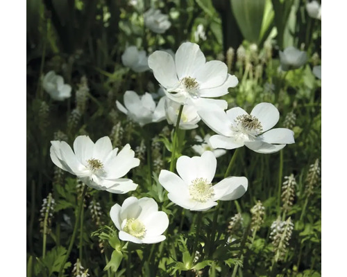 Detailní záběr květů sasanky na zahradě