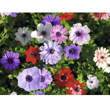 Detailní pohled na květy sasanky v různých barvách na zahradě.