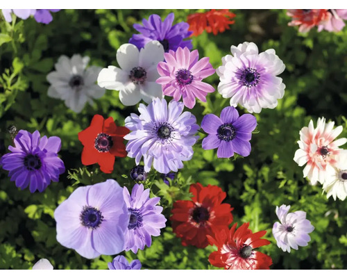 Detailní pohled na květy sasanky v různých barvách na zahradě.